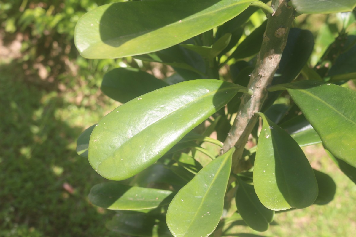 Euphorbia neriifolia L.